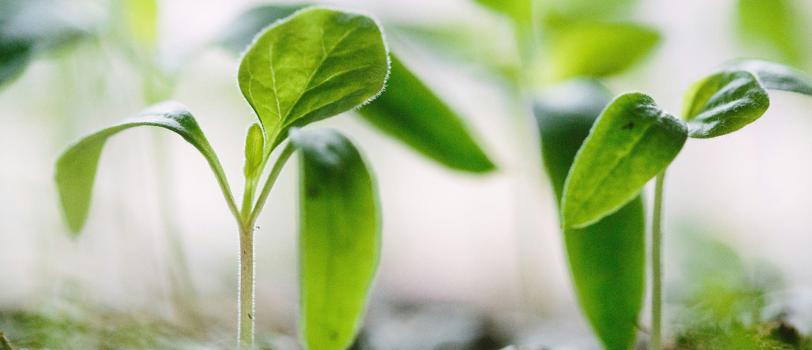 Green marketing: how to communicate your company’s sustainability without resorting to greenwashing